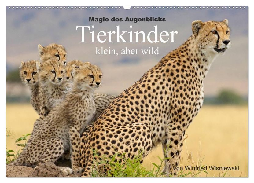 Magie des Augenblicks - Tierkinder - klein aber wild (Wandkalender 2026 DIN A2 quer) CALVENDO Monatskalender