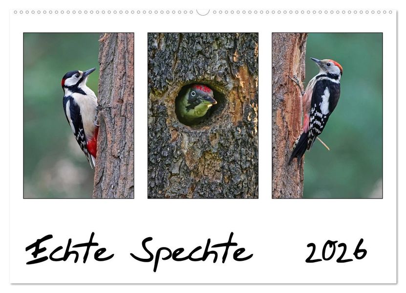 Echte Spechte (Wandkalender 2026 DIN A2 quer) CALVENDO Monatskalender