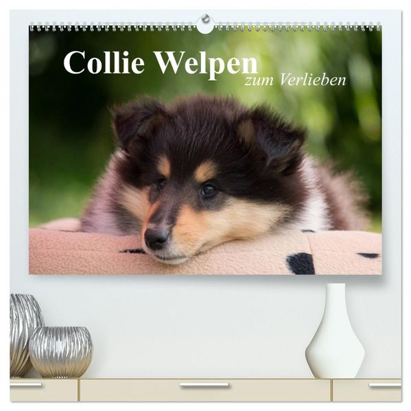 Collie Welpen zum Verlieben (hochwertiger Premium Wandkalender 2026 DIN A2 quer) Kunstdruck in Hochglanz
