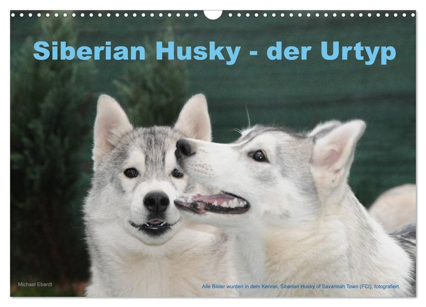 Siberian Husky - der Urtyp (Wandkalender 2026 DIN A3 quer) CALVENDO Monatskalender