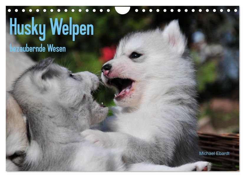 Husky Welpen (Wandkalender 2026 DIN A4 quer) CALVENDO Monatskalender