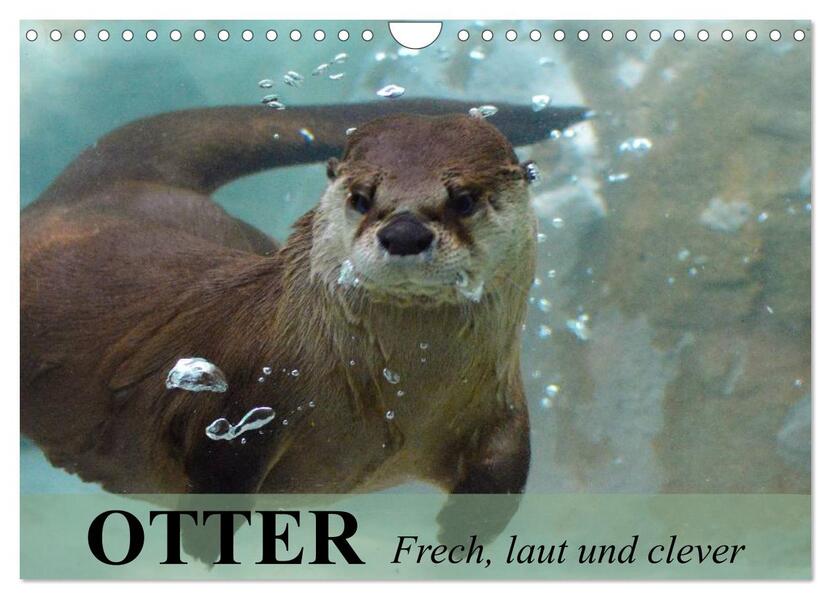 Otter. Frech laut und clever (Wandkalender 2026 DIN A4 quer) CALVENDO Monatskalender