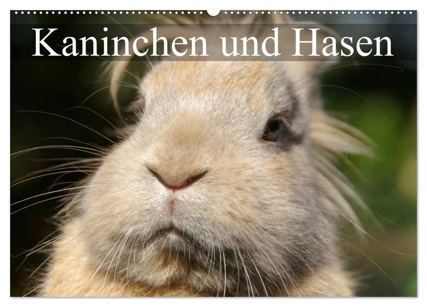 Kaninchen und Hasen (Wandkalender 2026 DIN A2 quer) CALVENDO Monatskalender