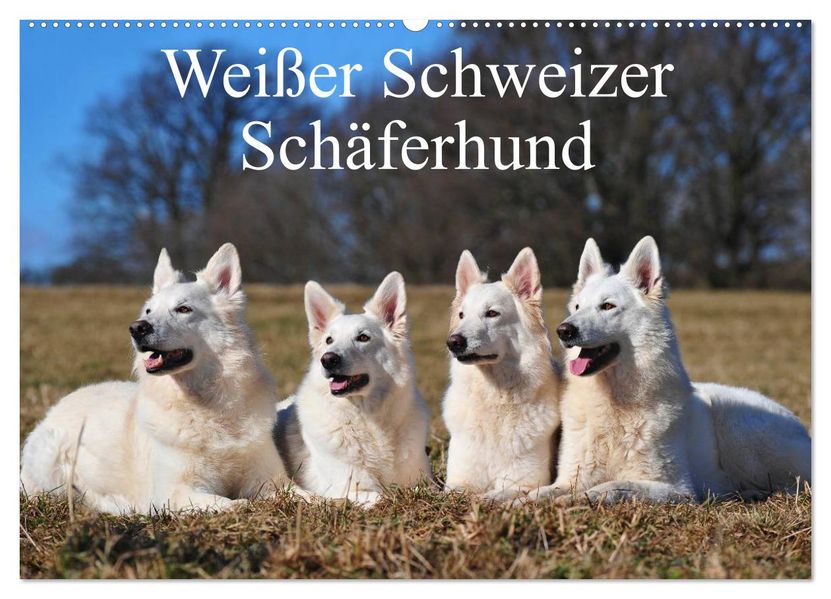 Weißer Schweizer Schäferhund (Wandkalender 2026 DIN A2 quer) CALVENDO Monatskalender