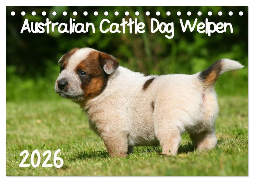 Australian Cattle Dog Welpen (Tischkalender 2026 DIN A5 quer) CALVENDO Monatskalender