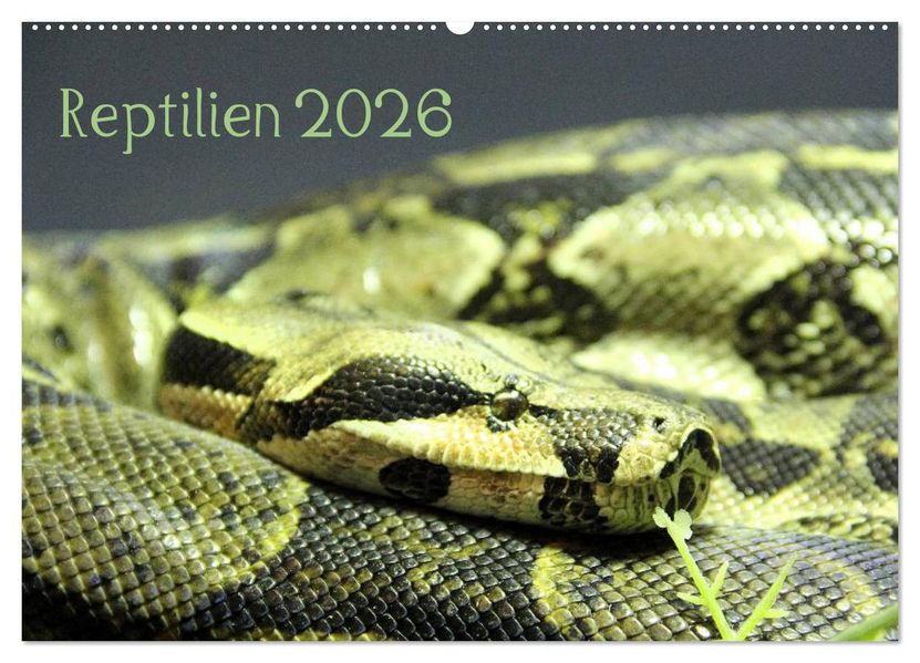Reptilien 2026 (Wandkalender 2026 DIN A2 quer) CALVENDO Monatskalender