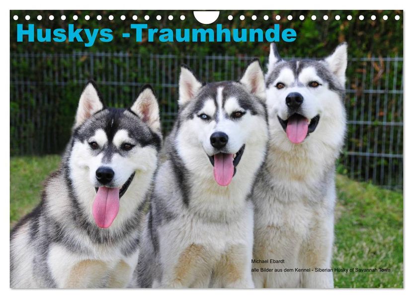 Huskys - Traumhunde (Wandkalender 2026 DIN A4 quer) CALVENDO Monatskalender