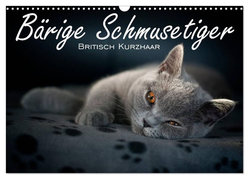 Bärige Schmusetiger - Britisch Kurzhaar / CH-Version (Wandkalender 2026 DIN A3 quer) CALVENDO Monatskalender