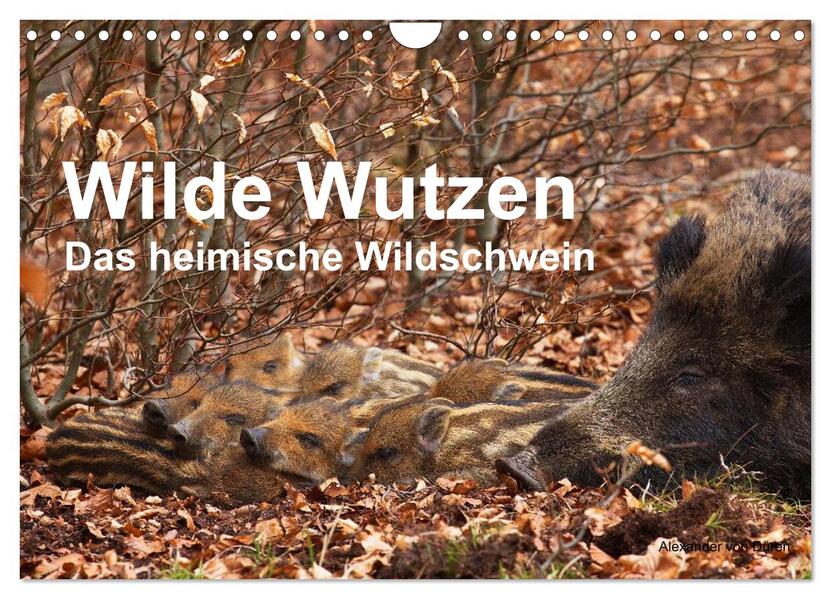 Wilde Wutzen. Das heimische Wildschwein (Wandkalender 2026 DIN A4 quer) CALVENDO Monatskalender