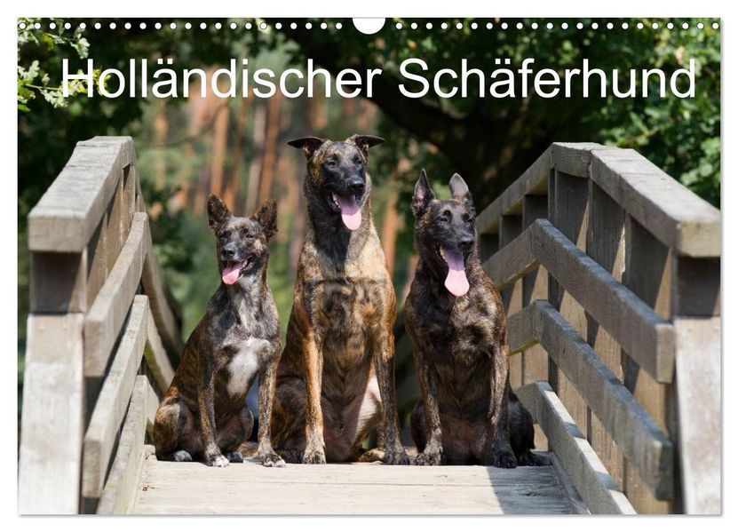 Holländischer Schäferhund (Wandkalender 2026 DIN A3 quer) CALVENDO Monatskalender