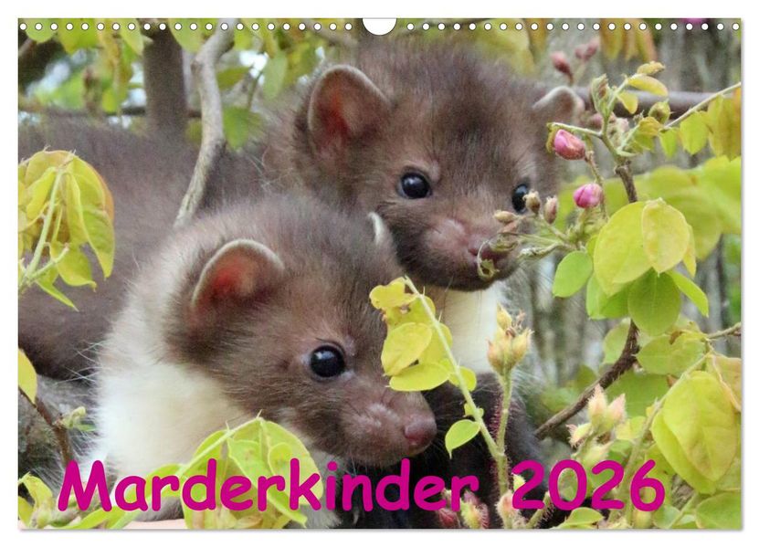 Marderkinder (Wandkalender 2026 DIN A3 quer) CALVENDO Monatskalender
