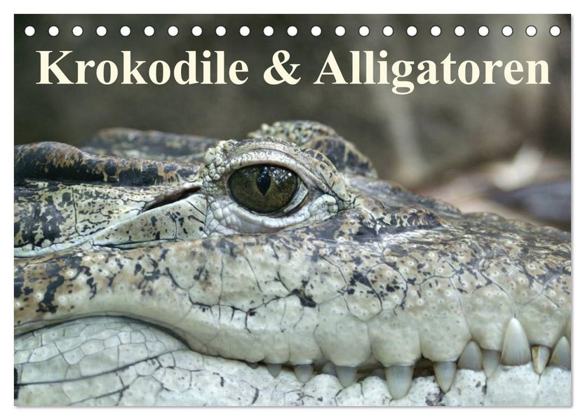 Krokodile & Alligatoren (Tischkalender 2026 DIN A5 quer) CALVENDO Monatskalender