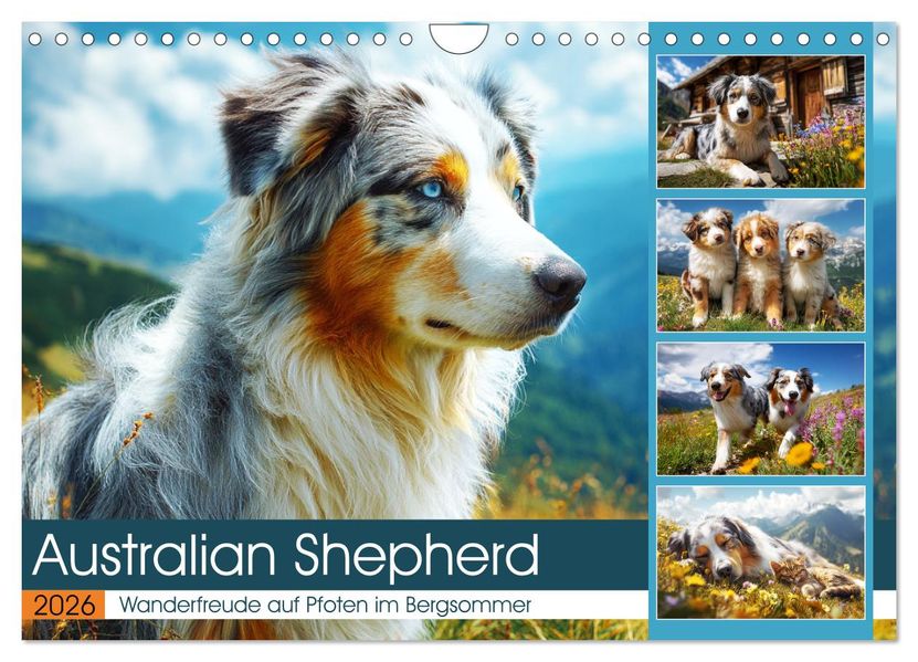 Australian Shepherd. Wanderfreude auf Pfoten im Bergsommer (Wandkalender 2026 DIN A4 quer) CALVENDO Monatskalender