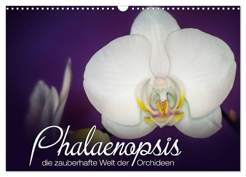 Phalaenopsis - die zauberhafte Welt der Orchideen (Wandkalender 2026 DIN A3 quer) CALVENDO Monatskalender