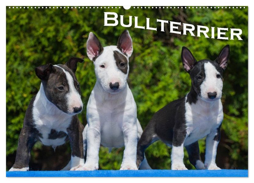 Bullterrier (Wandkalender 2026 DIN A2 quer) CALVENDO Monatskalender