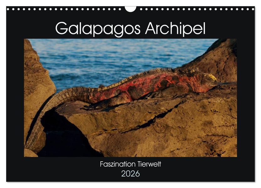 Galapagos Archipel- Faszination Tierwelt (Wandkalender 2026 DIN A3 quer) CALVENDO Monatskalender