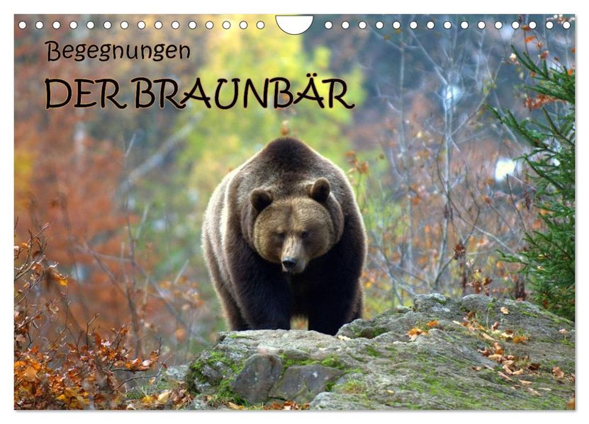 Begegnungen DER BRAUNBÄR (Wandkalender 2026 DIN A4 quer) CALVENDO Monatskalender