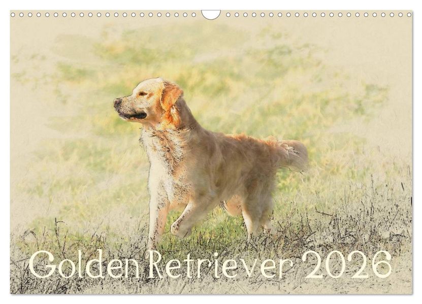 Golden Retriever 2026 (Wandkalender 2026 DIN A3 quer) CALVENDO Monatskalender