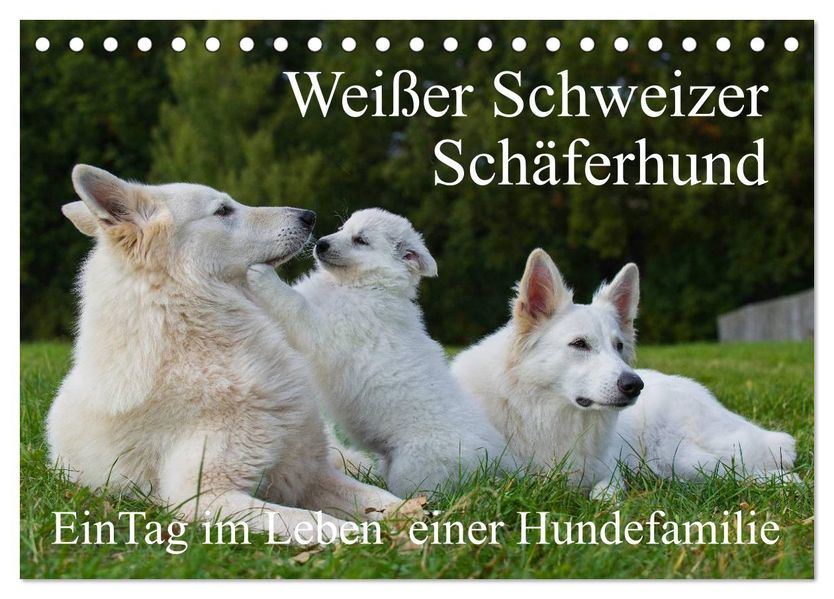 Weißer Schweizer Schäferhund - Ein Tag im Leben einer Hundefamilie (Tischkalender 2026 DIN A5 quer) CALVENDO Monatskalender