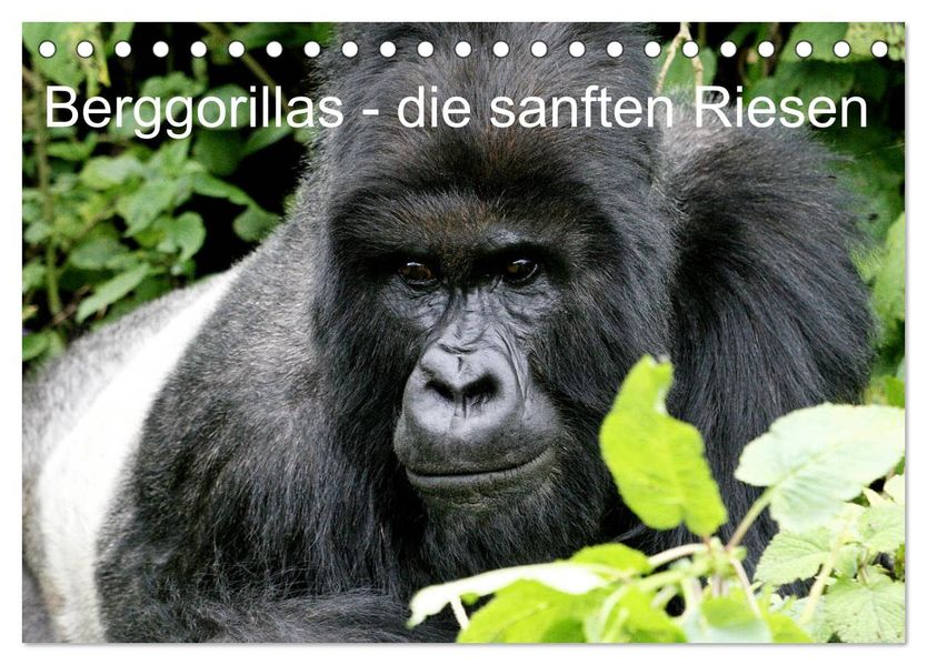 Berggorillas - die sanften Riesen (Tischkalender 2026 DIN A5 quer) CALVENDO Monatskalender