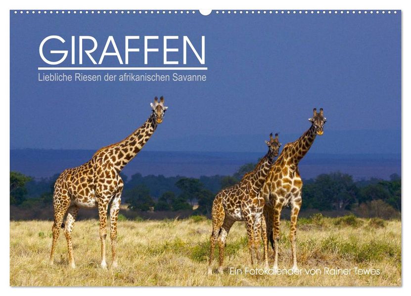 GIRAFFEN - Liebliche Riesen der afrikanischen Savanne (Wandkalender 2026 DIN A2 quer) CALVENDO Monatskalender