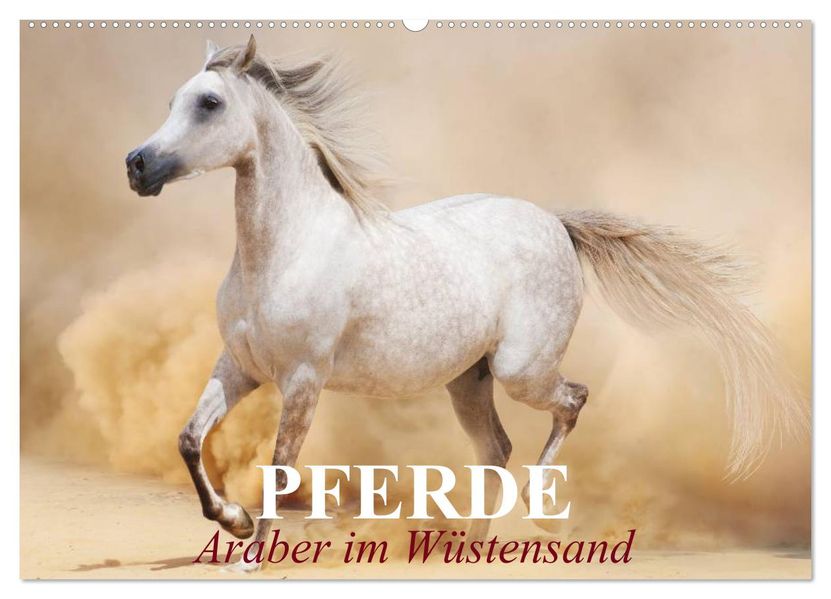 Pferde Araber im Wüstensand (Wandkalender 2026 DIN A2 quer) CALVENDO Monatskalender