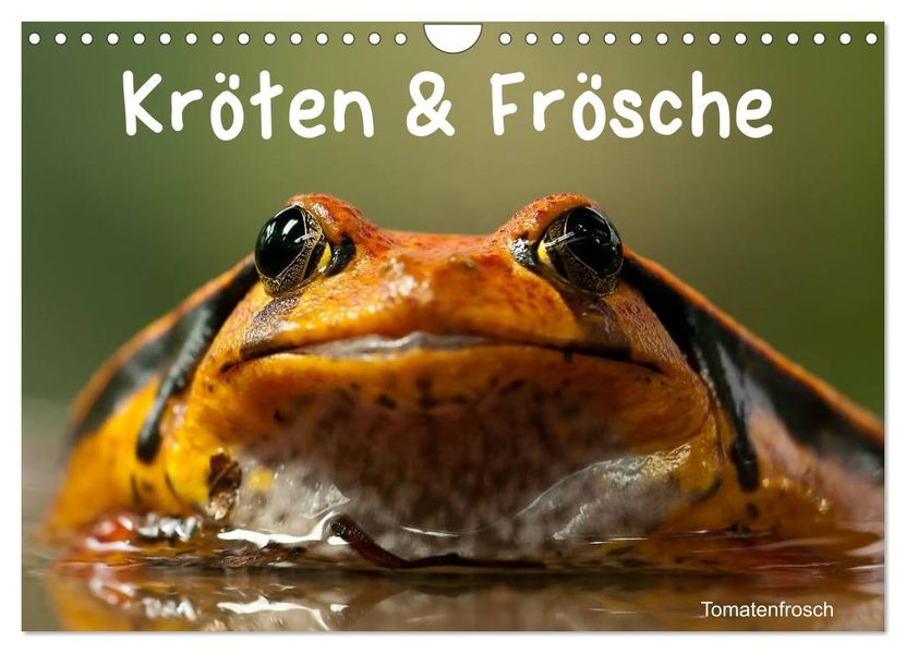 Kröten & Frösche (Wandkalender 2026 DIN A4 quer) CALVENDO Monatskalender