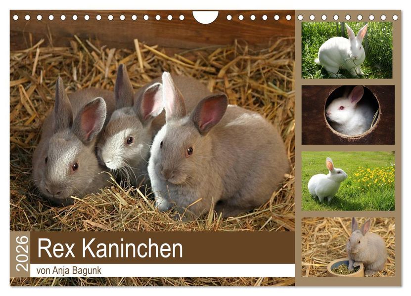 Rex - Kaninchen (Wandkalender 2026 DIN A4 quer) CALVENDO Monatskalender