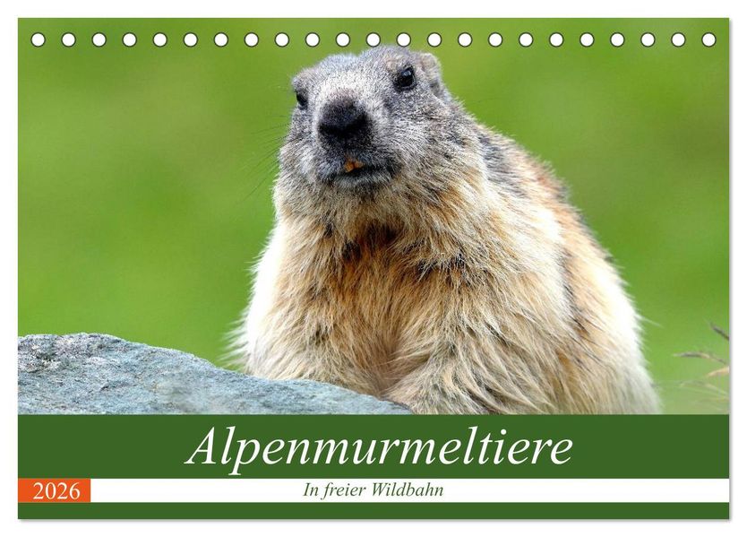Alpenmurmeltiere in freier Wildbahn (Tischkalender 2026 DIN A5 quer) CALVENDO Monatskalender