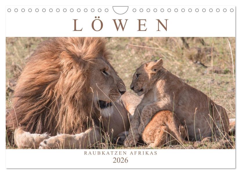 Löwen - Raubkatzen Afrikas (Wandkalender 2026 DIN A4 quer) CALVENDO Monatskalender