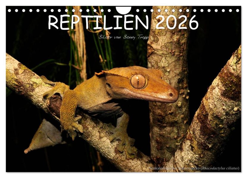 REPTILIEN (Wandkalender 2026 DIN A4 quer) CALVENDO Monatskalender