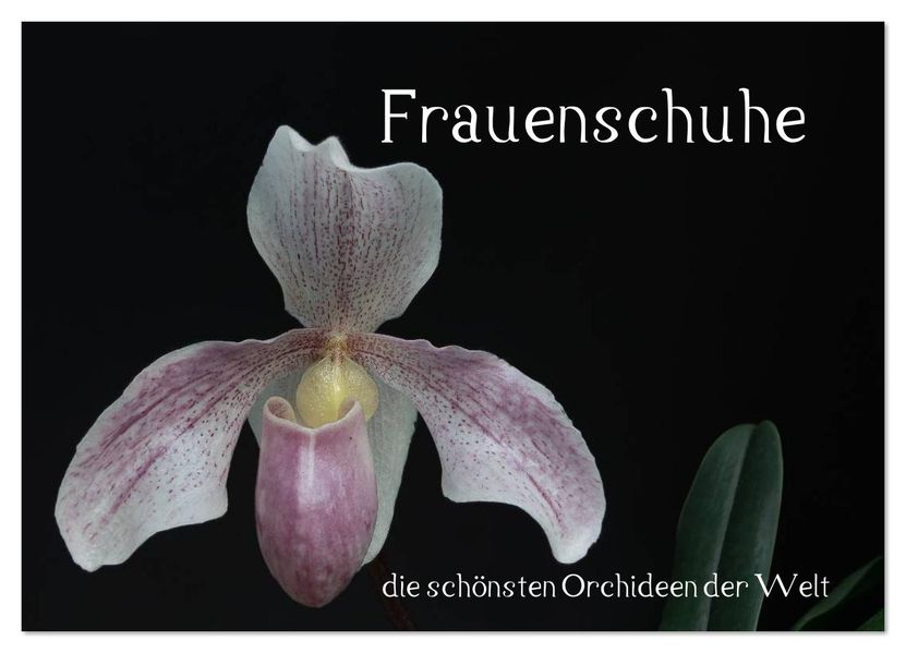 Frauenschuhe - die schönsten Orchideen der Welt (Wandkalender 2026 DIN A4 quer) CALVENDO Monatskalender