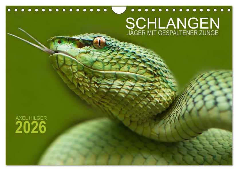 SCHLANGEN. JÄGER MIT GESPALTENER ZUNGE (Wandkalender 2026 DIN A4 quer) CALVENDO Monatskalender