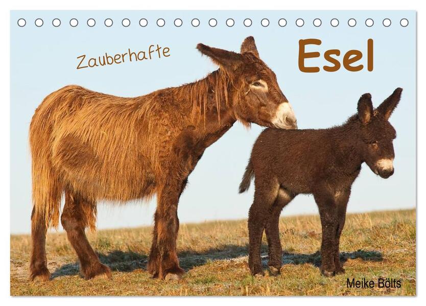 Zauberhafte Esel (Tischkalender 2026 DIN A5 quer) CALVENDO Monatskalender