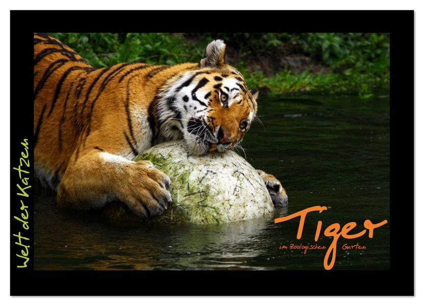 Welt der Katzen - Tiger (Wandkalender 2026 DIN A3 quer) CALVENDO Monatskalender