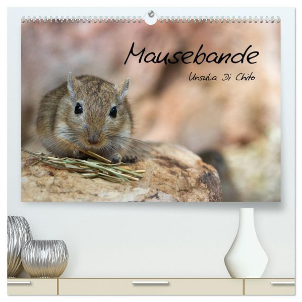 Mausebande (hochwertiger Premium Wandkalender 2026 DIN A2 quer) Kunstdruck in Hochglanz