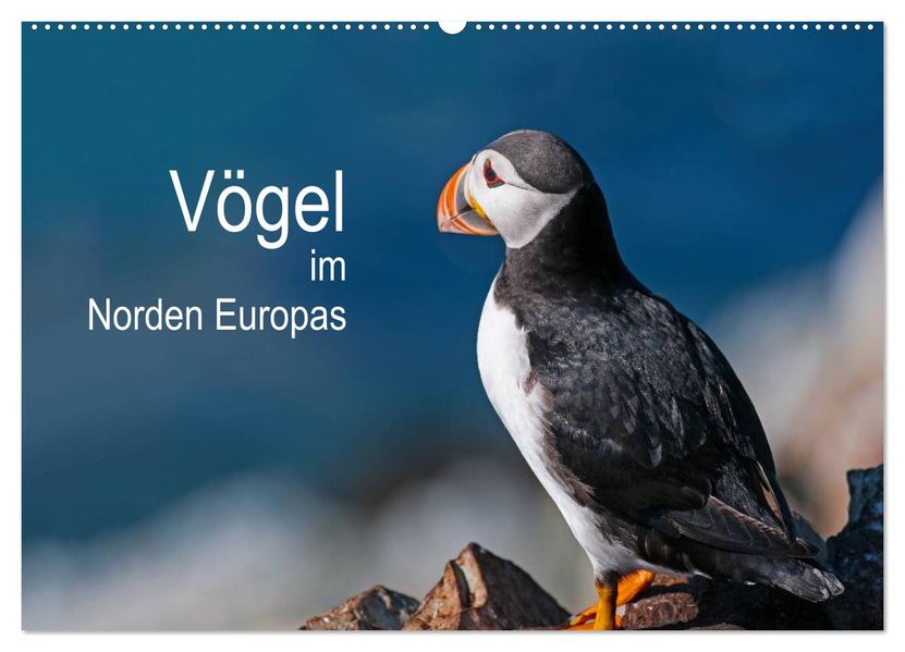 Vögel im Norden Europas (Wandkalender 2026 DIN A2 quer) CALVENDO Monatskalender
