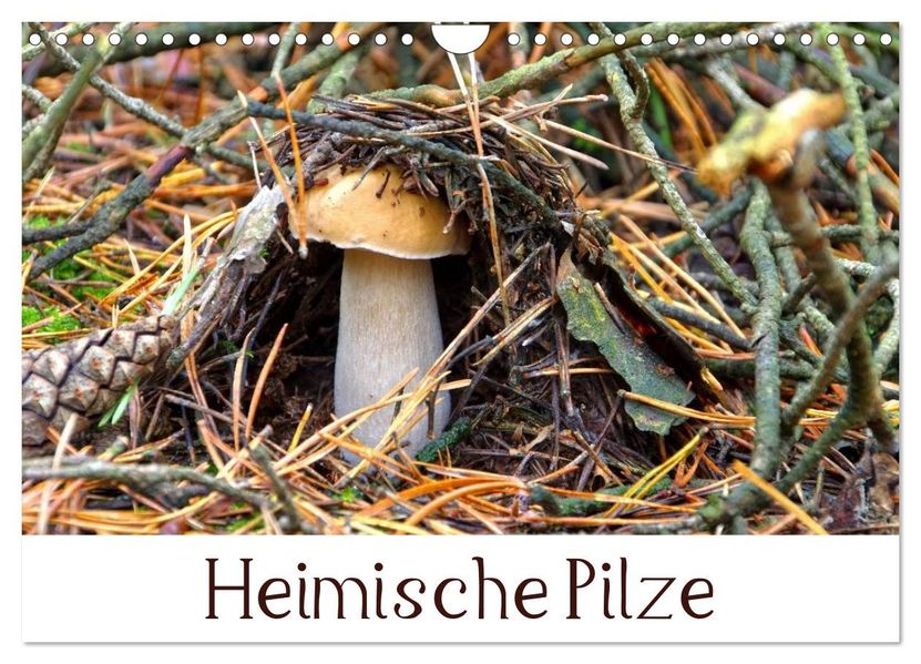 Heimische Pilze (Wandkalender 2026 DIN A4 quer) CALVENDO Monatskalender