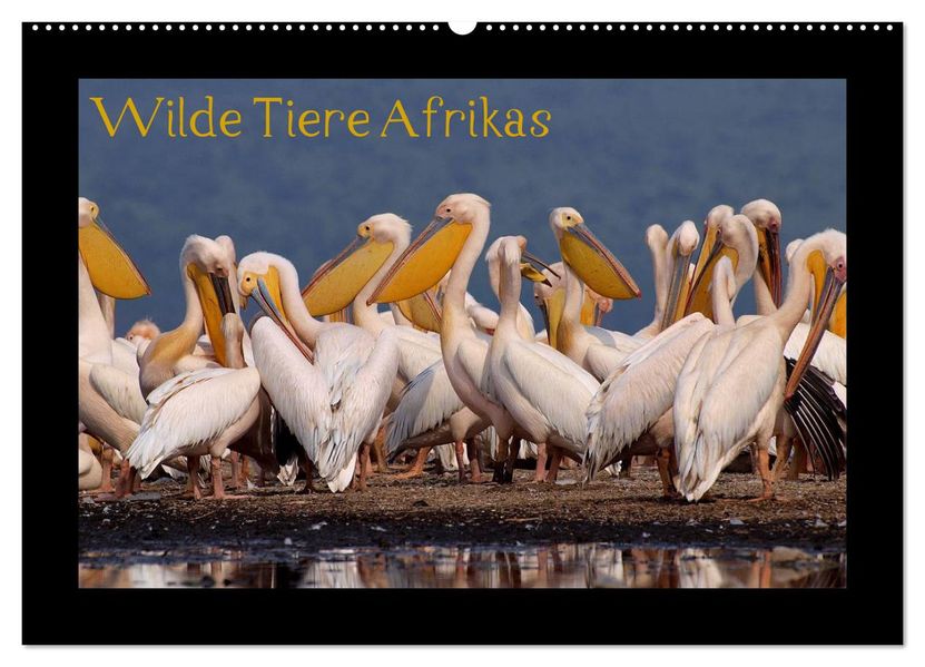 Wilde Tiere Afrikas (Wandkalender 2026 DIN A2 quer) CALVENDO Monatskalender