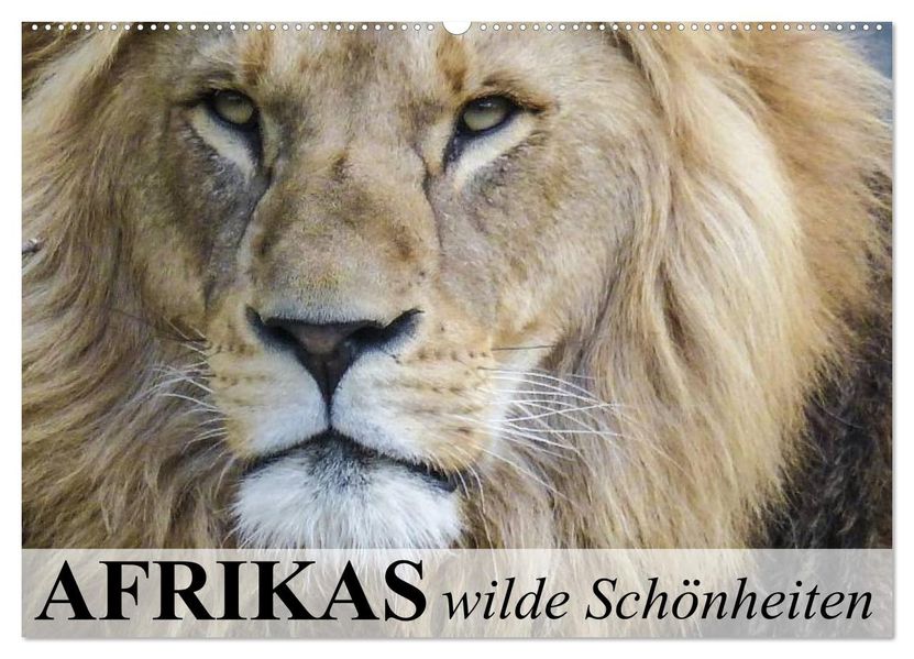 Afrikas wilde Schönheiten (Wandkalender 2026 DIN A2 quer) CALVENDO Monatskalender