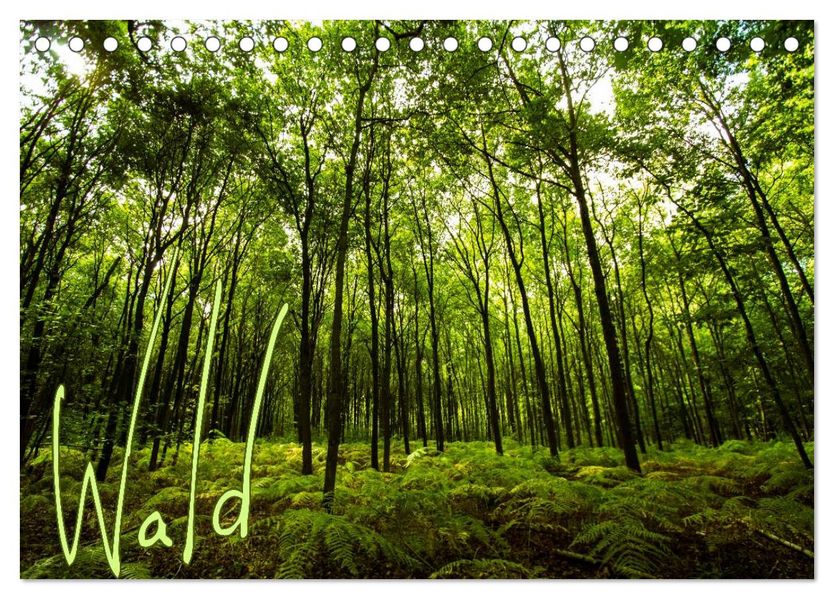 Wald (Tischkalender 2026 DIN A5 quer) CALVENDO Monatskalender