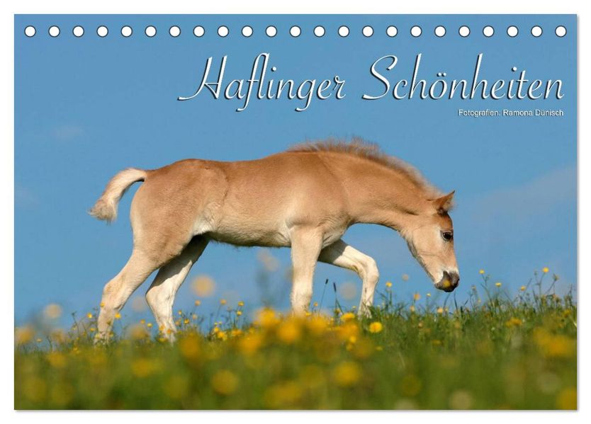 Haflinger Schönheiten (Tischkalender 2026 DIN A5 quer) CALVENDO Monatskalender