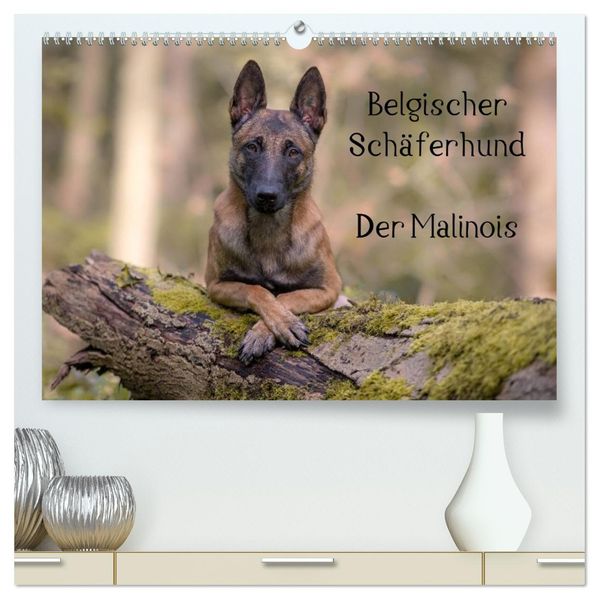 Belgischer Schäferhund - Der Malinois (hochwertiger Premium Wandkalender 2026 DIN A2 quer) Kunstdruck in Hochglanz