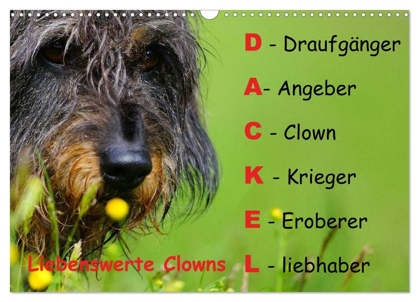 Liebenswerte Clowns (Wandkalender 2026 DIN A3 quer) CALVENDO Monatskalender