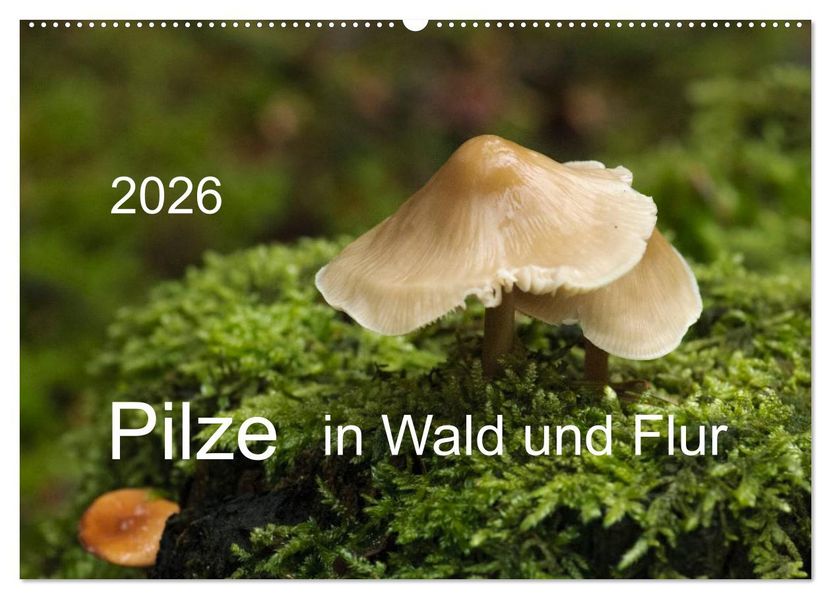 Pilze in Wald und Flur (Wandkalender 2026 DIN A2 quer) CALVENDO Monatskalender