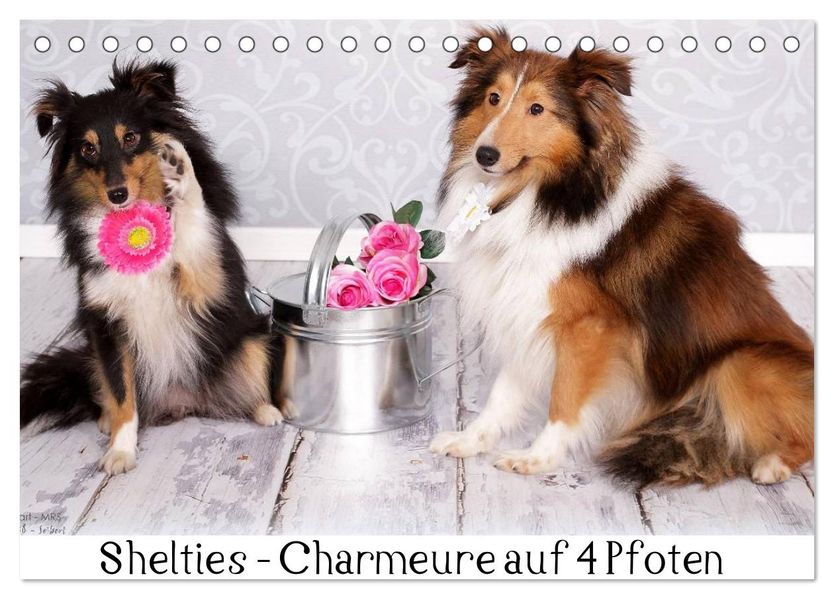 Shelties : Charmeure auf 4 Pfoten (Tischkalender 2026 DIN A5 quer) CALVENDO Monatskalender