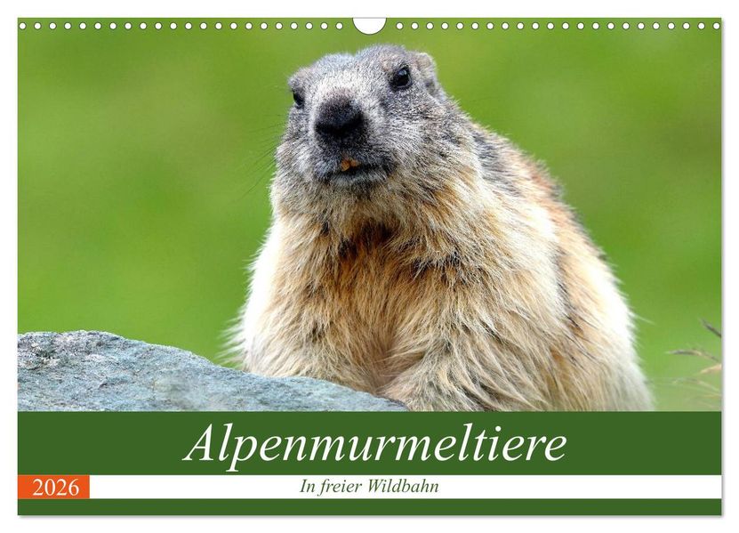 Alpenmurmeltiere in freier Wildbahn (Wandkalender 2026 DIN A3 quer) CALVENDO Monatskalender
