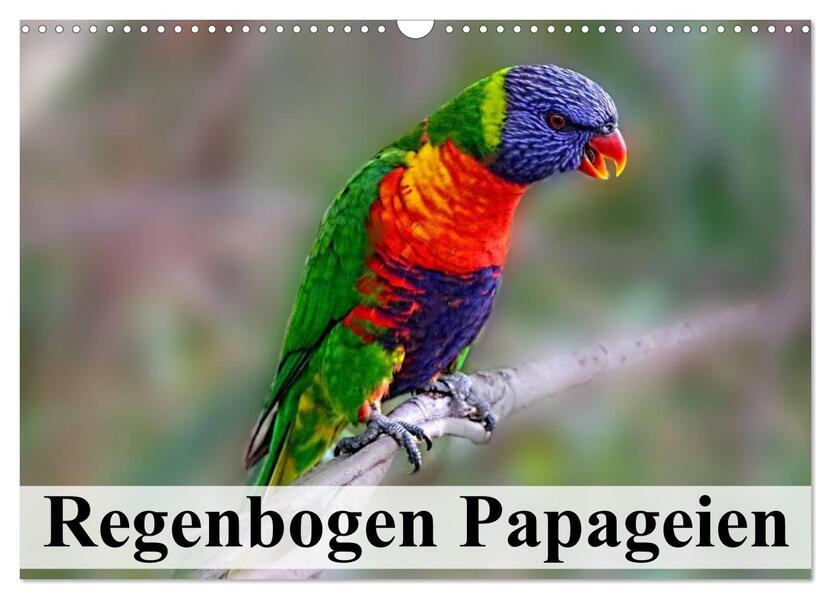 Regenbogen Papageien (Wandkalender 2026 DIN A3 quer) CALVENDO Monatskalender