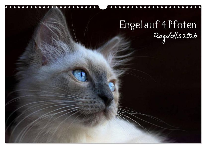Engel auf 4 Pfoten - Ragdolls 2026 (Wandkalender 2026 DIN A3 quer) CALVENDO Monatskalender