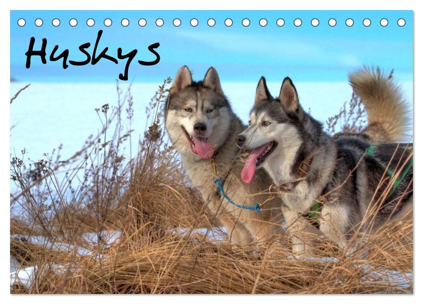 Huskys (Tischkalender 2026 DIN A5 quer) CALVENDO Monatskalender